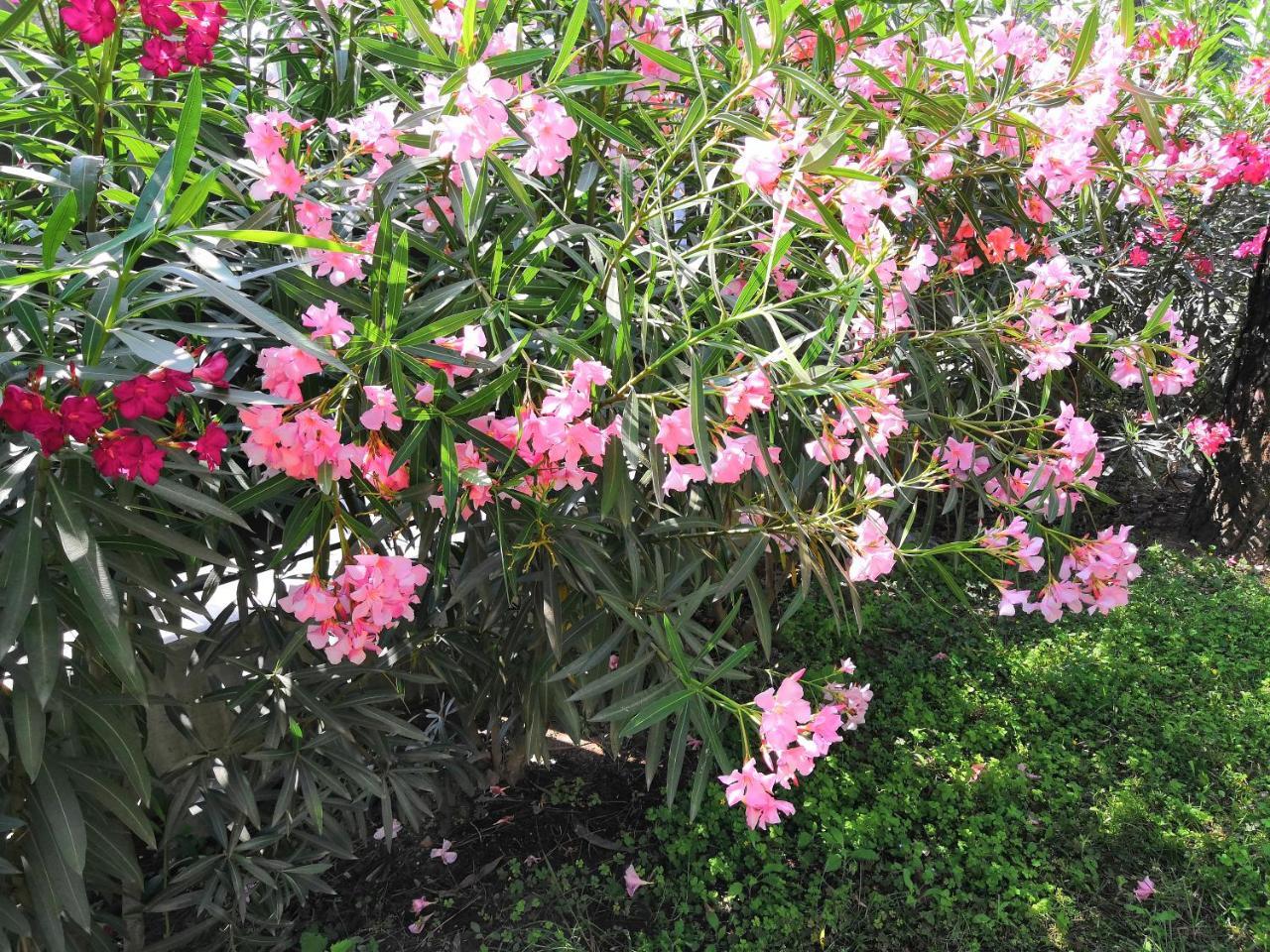 Appartamenti Vanin คาวัลลิโน-เตรปอร์ติ ภายนอก รูปภาพ